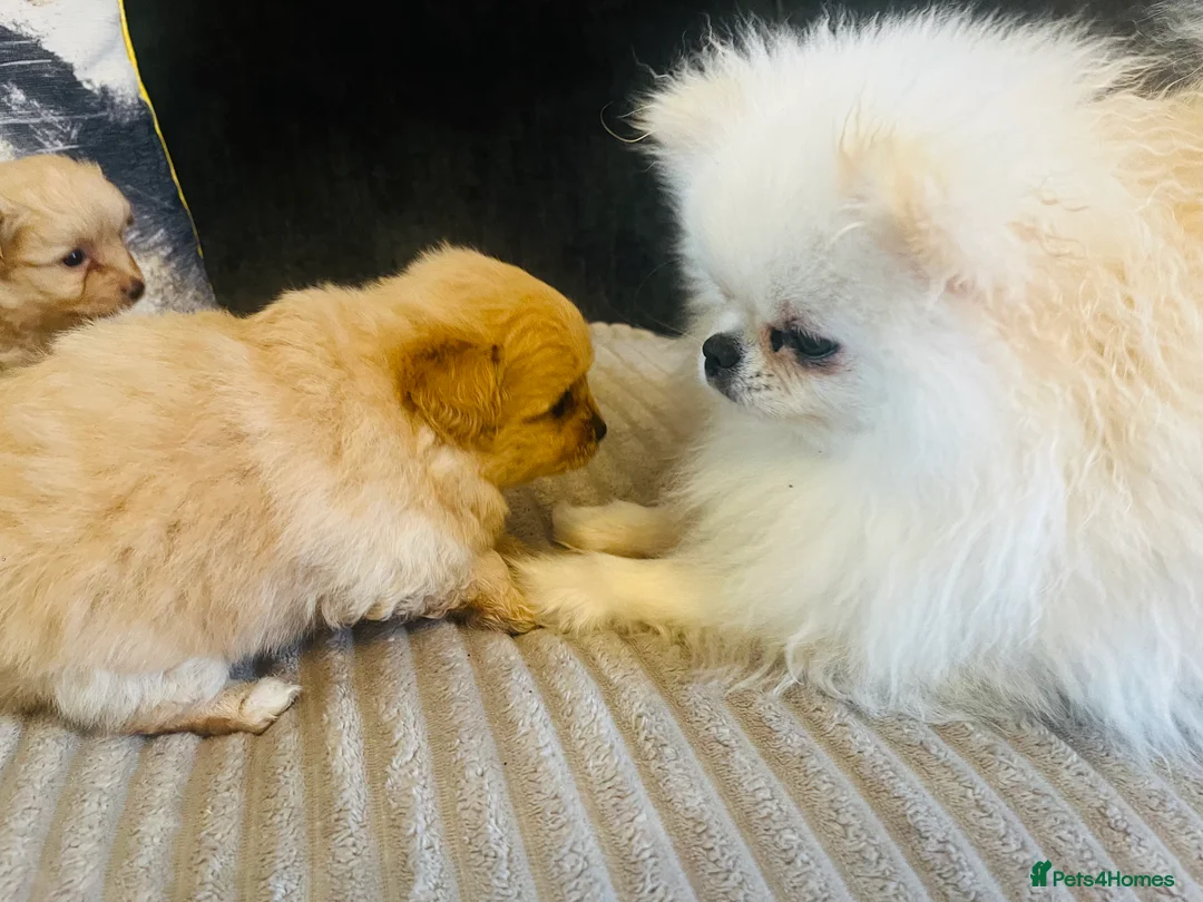 Pomapoo dogs for sale: Stunning pomapoo puppys  - Advert 5