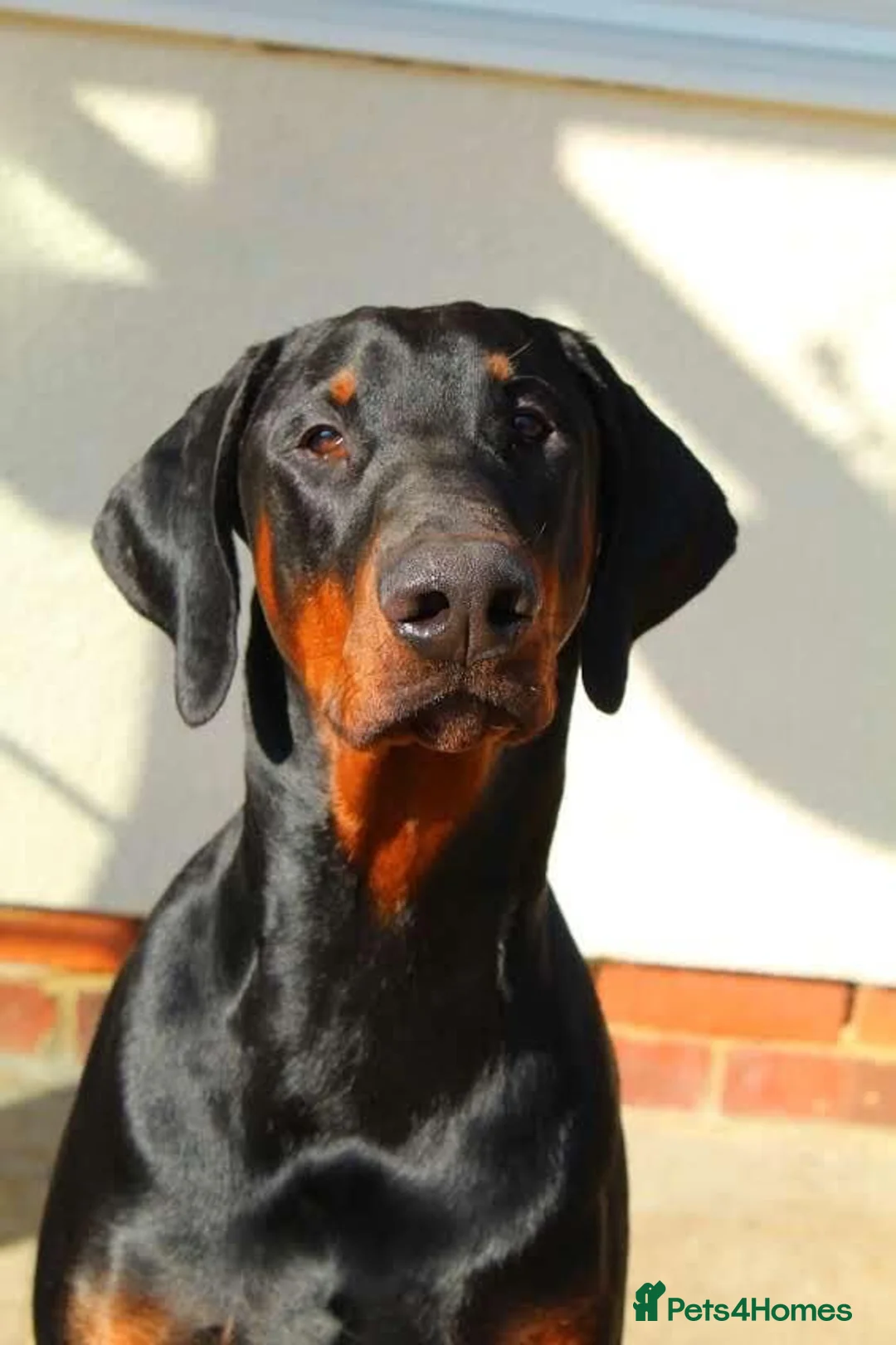 Dobermann dogs for stud: Doberman Stud in Alford - Advert 2