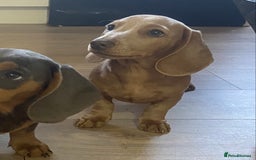 Miniature Dachshund dogs for sale: Miniature dachshunds - Image 4