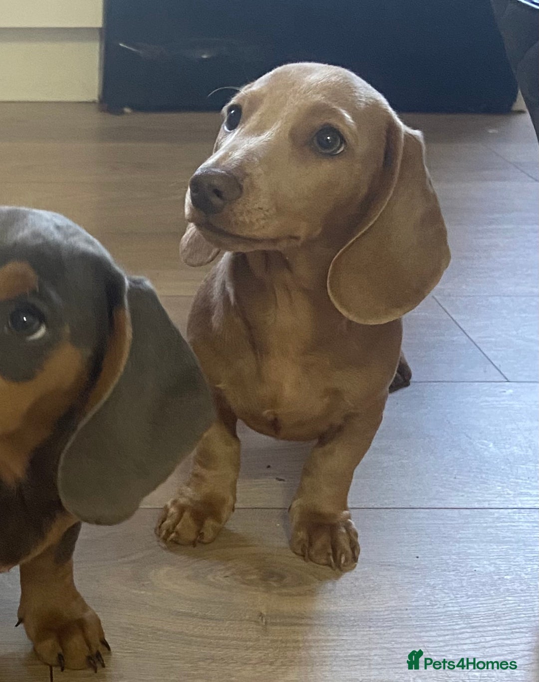Miniature Dachshund dogs for sale: Miniature dachshunds - Image 4