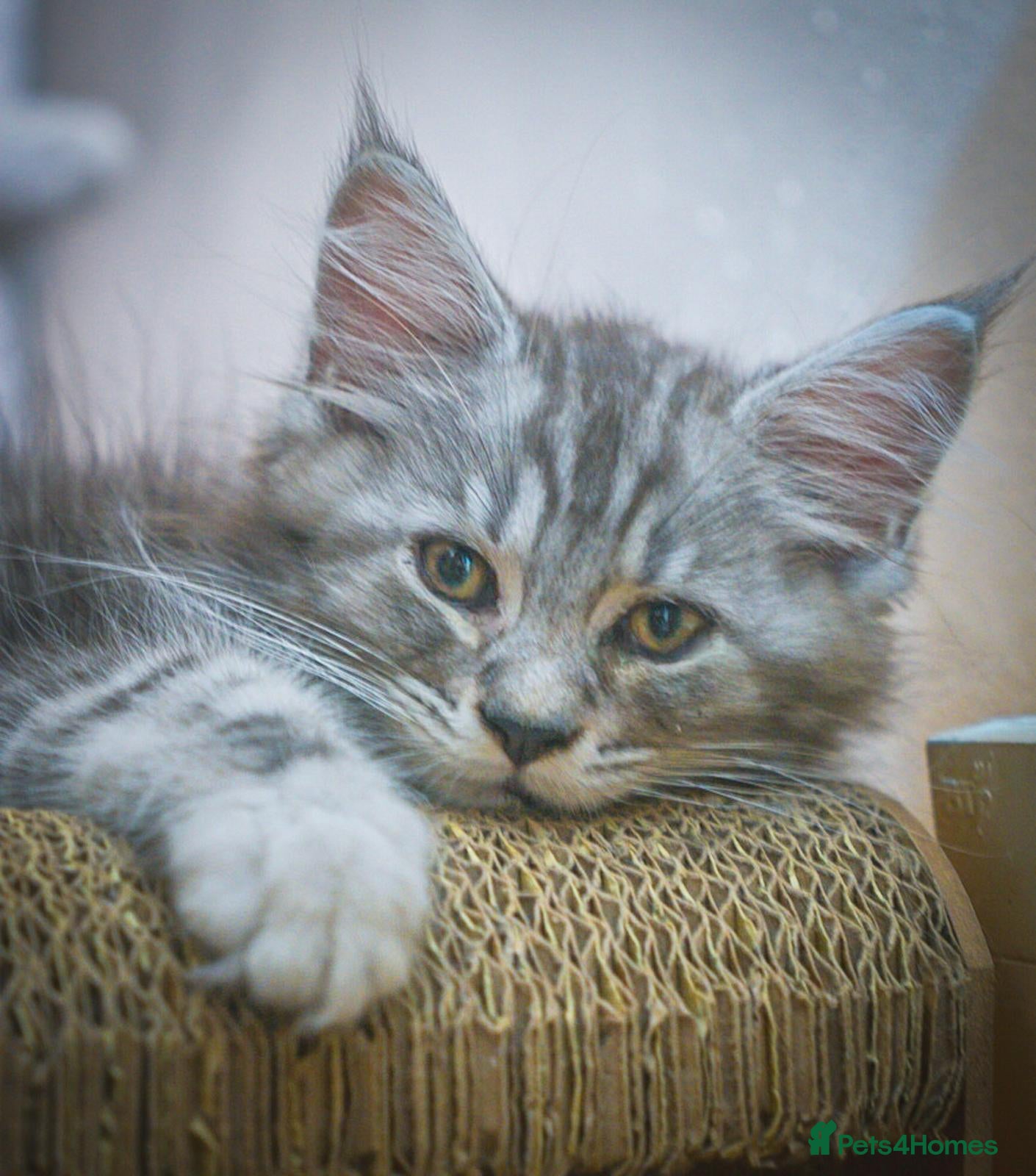 Maine Coon cats  Reduced to £750 Maine coon kittens ready now  - Advert 10