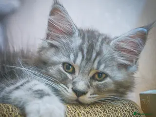 Maine Coon cats Reduced to £750 Maine coon kittens ready now - Advert 10