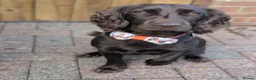 Cockapoo dogs for sale: Beautiful Cockapoo Puppies - Advert 1