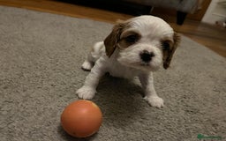Cavalier King Charles Spaniel dogs for sale: Beautiful Blenheim King Charles cavalier puppies - Advert 7