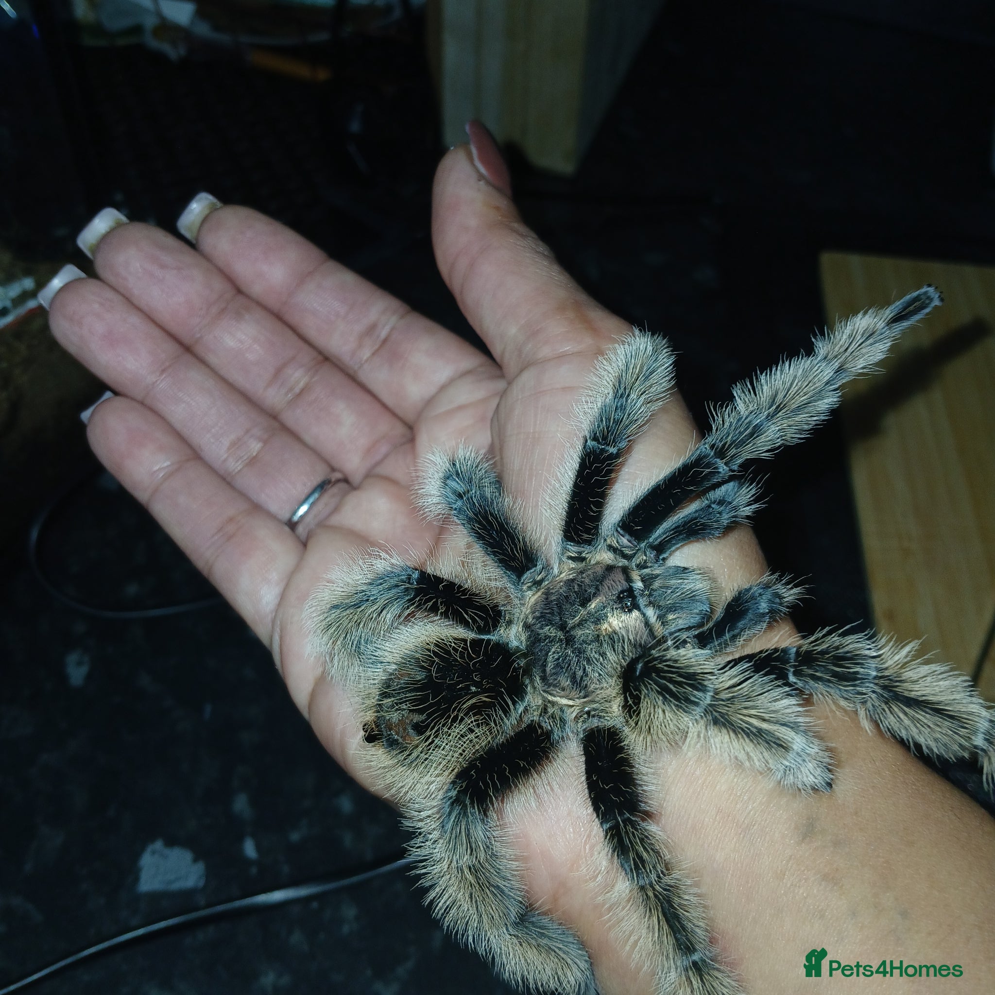 Tarantulas invertebrates Female Golden knee tarantula  - Advert 1