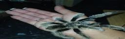 Tarantulas invertebrates for sale: FULL SETUP INC Female Golden knee tarantula - Advert 1
