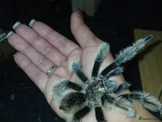 Tarantulas invertebrates for sale: FULL SETUP INC Female Golden knee tarantula - Advert 2