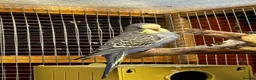 Budgerigars birds for sale: Baby budgies  - Advert 6