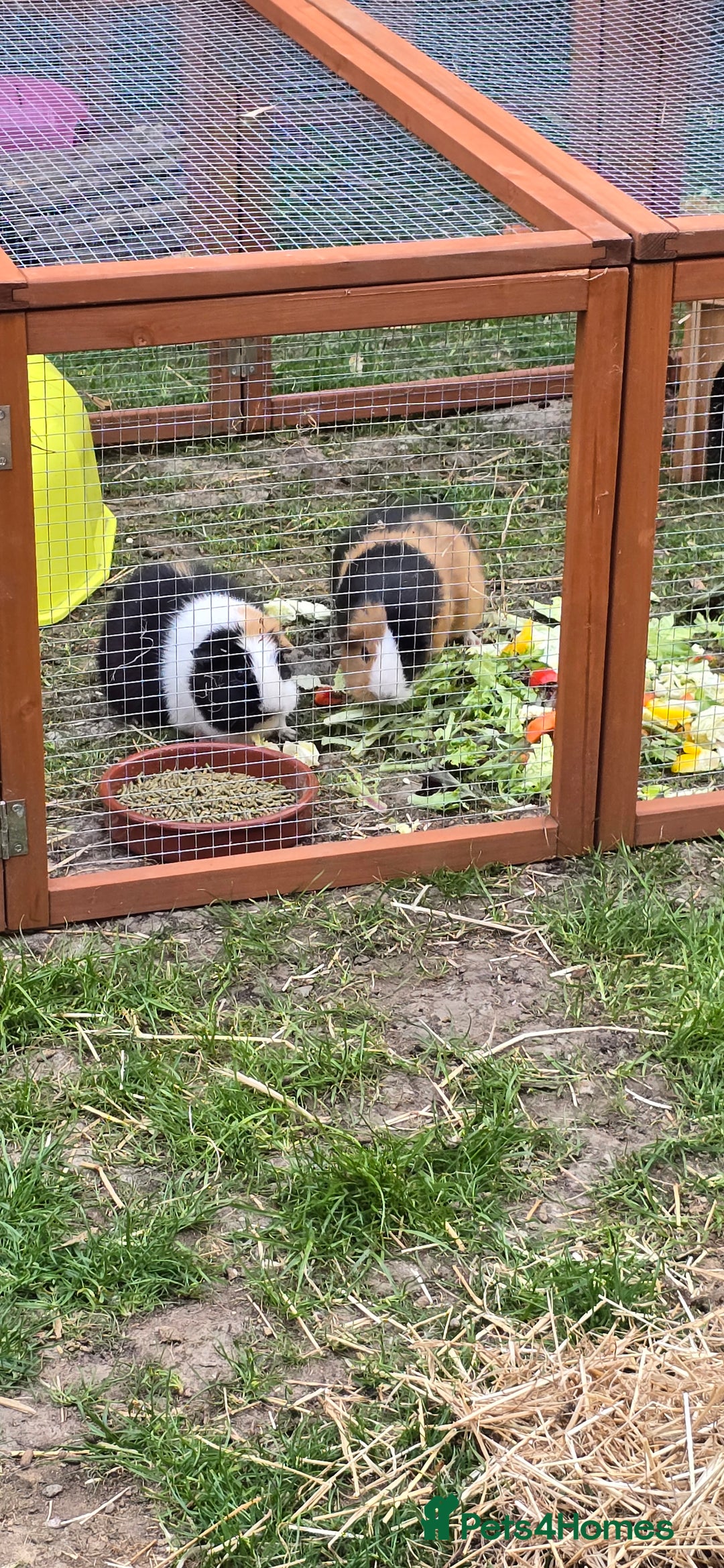 Guinea Pig rodents for sale: GIRLS AND BOYS (SINGLES AND BONDED  - Image 2