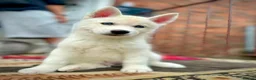 Siberian Husky dogs for sale: Beautiful puppies  - Advert 12