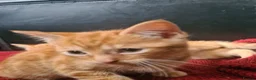 Mixed Breed cats for sale: 2 ginger boy kittens for sale  - Advert 2