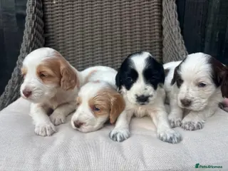 Cocker Spaniel dogs Stunning KC registered working cocker pups - Advert 13