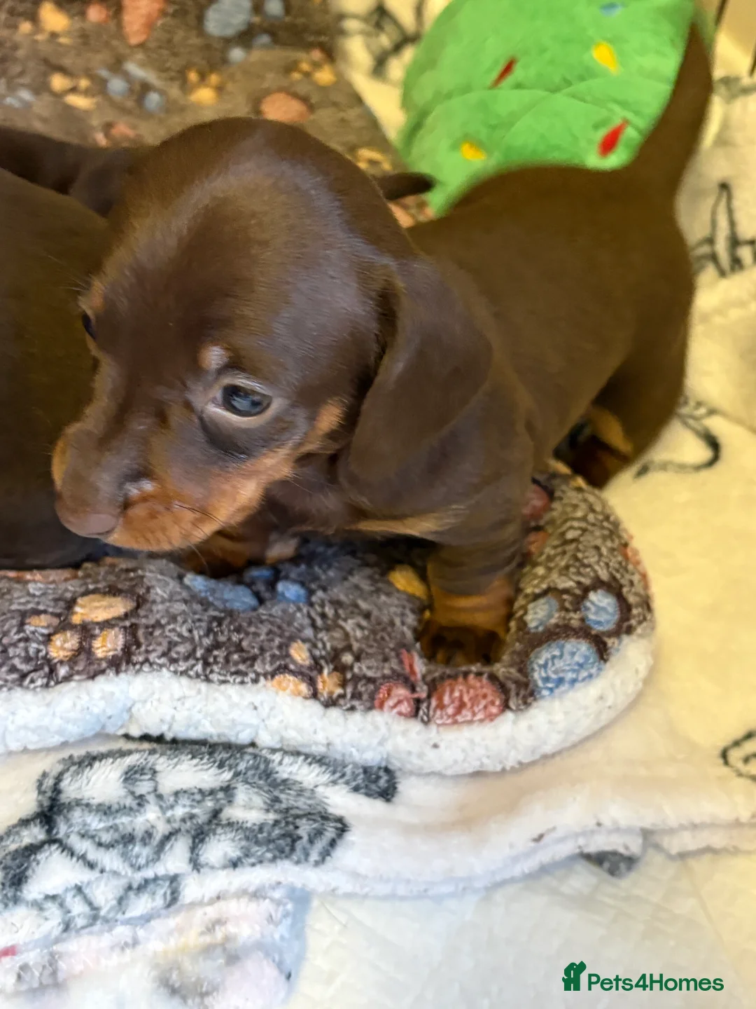 Miniature Dachshund dogs for sale: Stunning miniature dachshunds - Advert 7