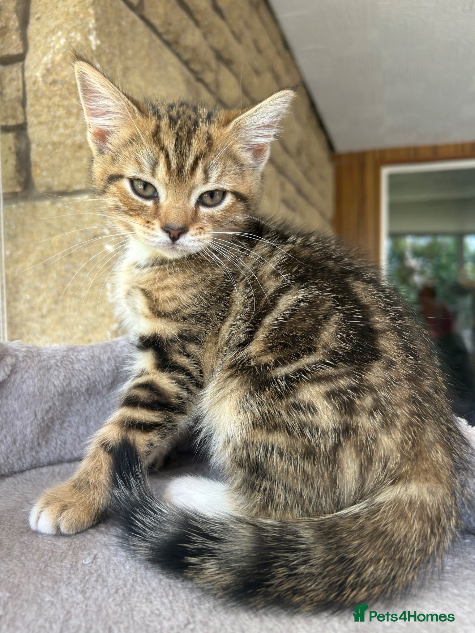 Persian cats ❗️2 girls left❗️Ready to leave 😻 - Advert 18
