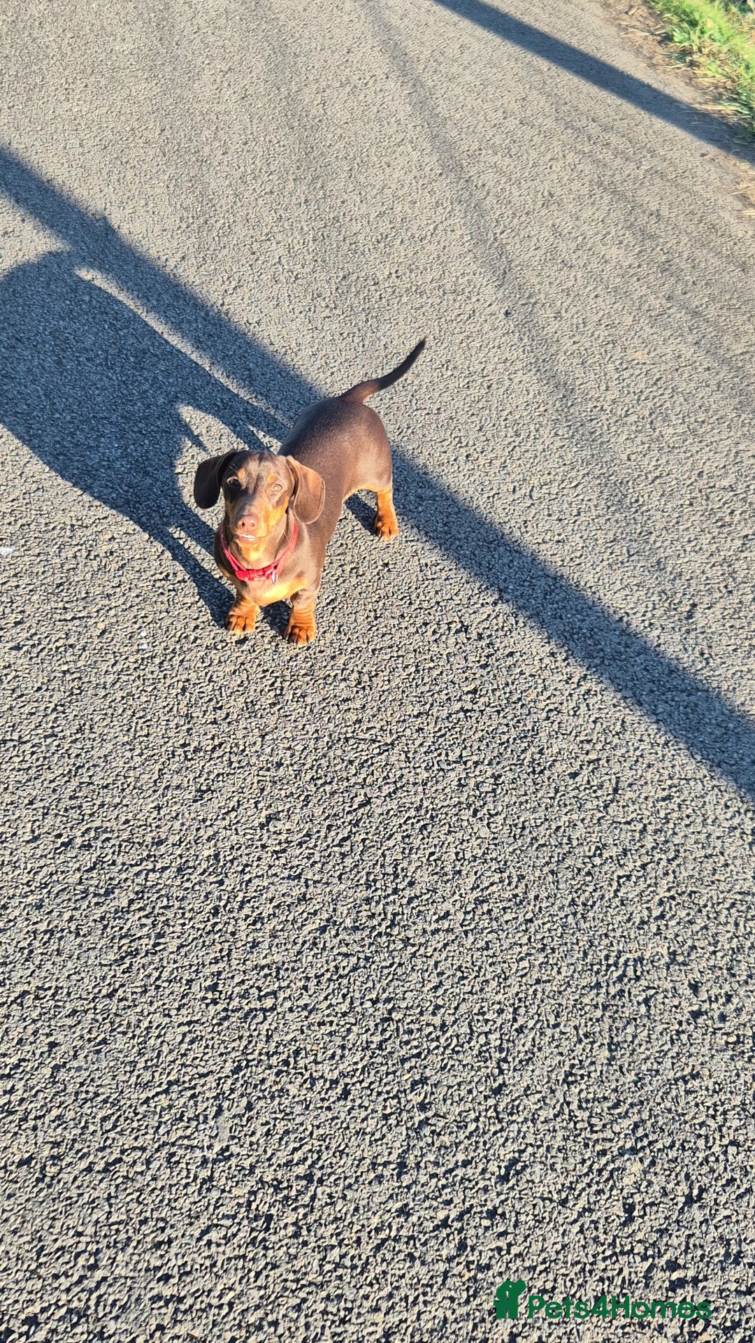 Miniature Dachshund dogs for stud: STUD available  - Image 22