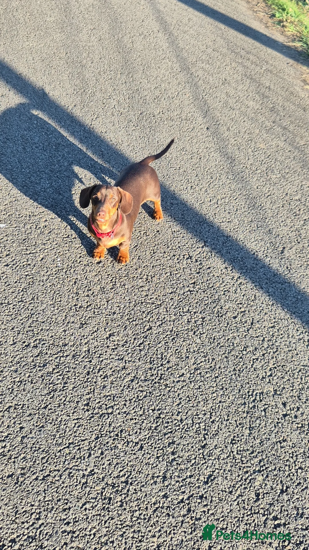 Miniature Dachshund dogs for stud: STUD available  - Advert 20