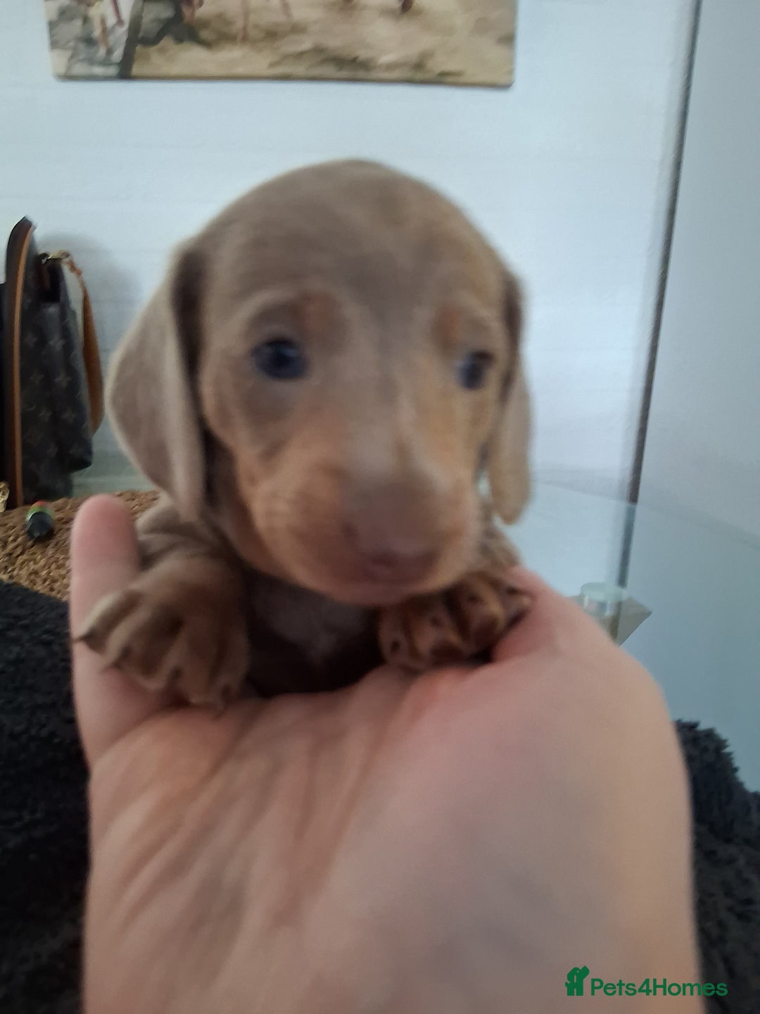 Miniature Dachshund dogs for sale: Miniture dachhund - Advert 3