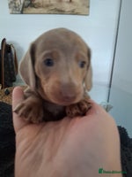 Miniature Dachshund dogs Miniture dachhund - Advert 16
