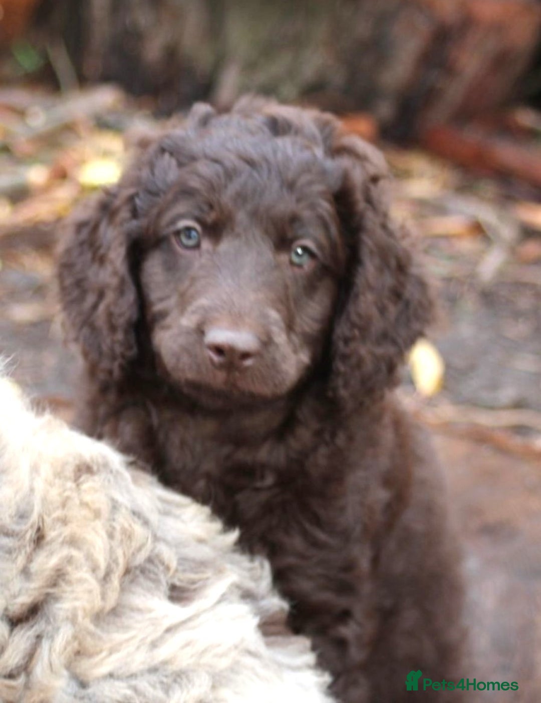 Australian Labradoodle dogs for sale: Health Tested ✔️ BOTH✔️ Parents HIP& ELBOW scored - Advert 24