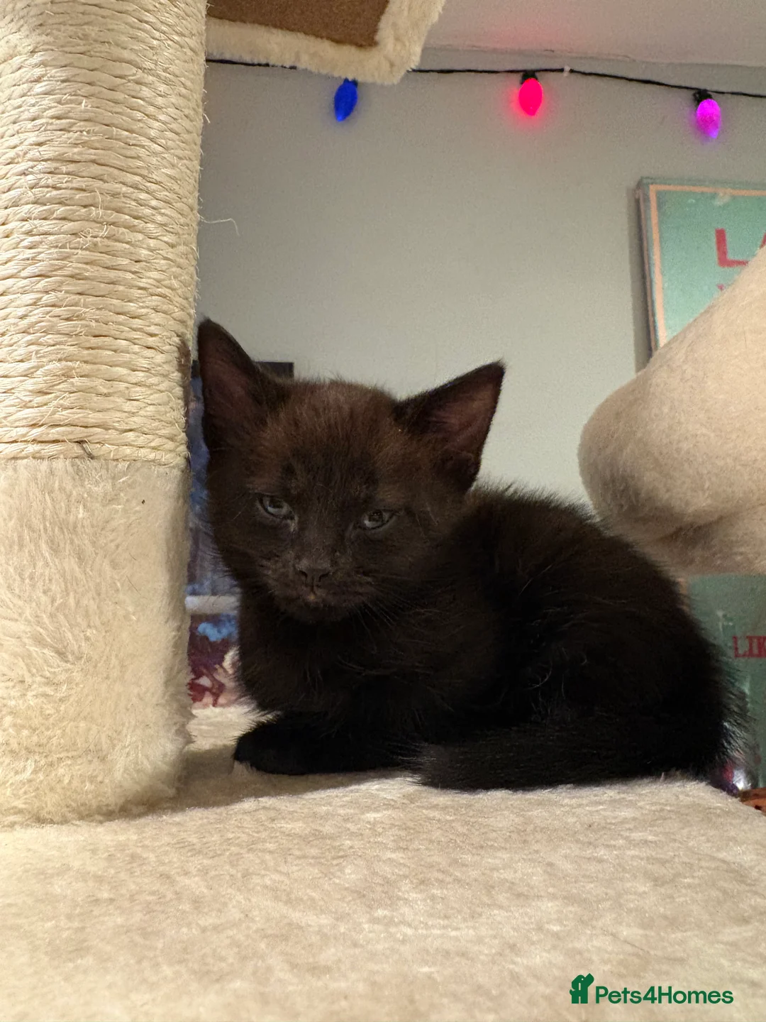 Mixed Breed cats for sale: Gorgeous litter of kittens - Advert 4