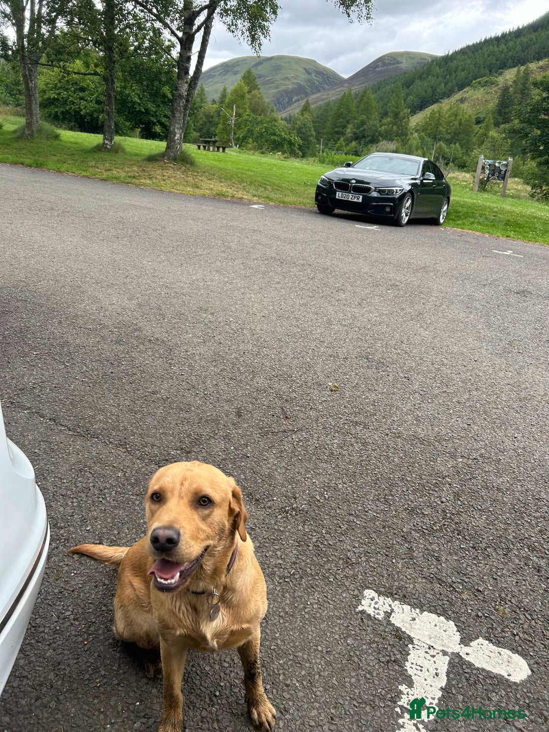 Labrador Retriever dogs for sale: Male Labrador(15 months old) - Advert 3