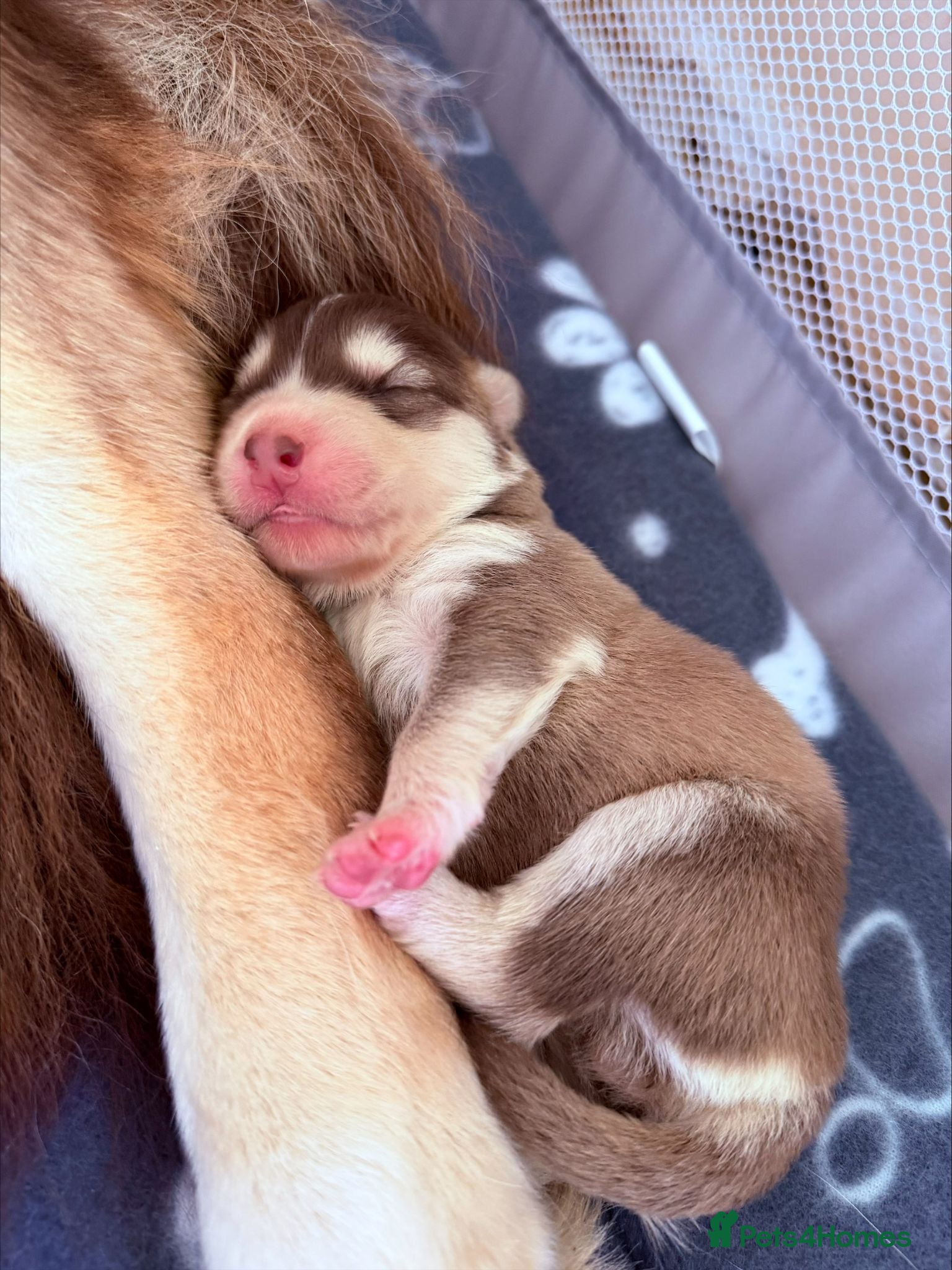 Pomsky dogs Stunning F3 Rare Chocolate Pomskies Health Tested - Advert 1