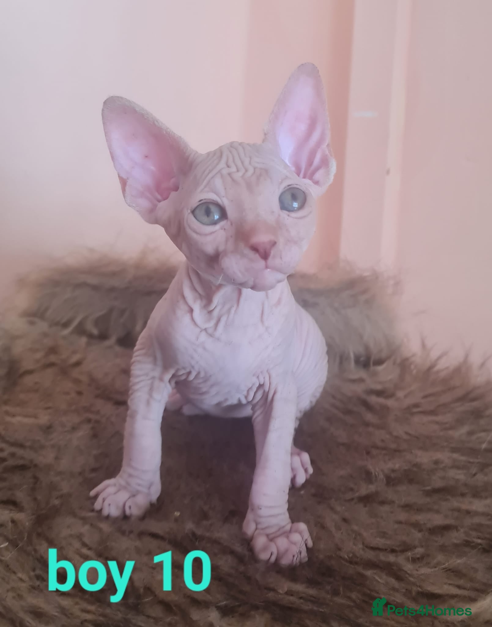 Sphynx cats Sphynx Kittens Ready Now – Raised in Family Home - Advert 1