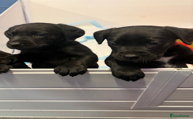 Labrador Retriever dogs - Advert 12