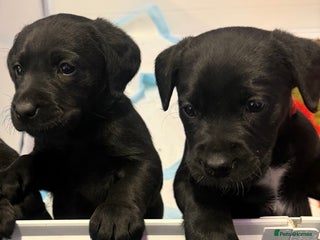 Labrador Retriever dogs - Advert 20