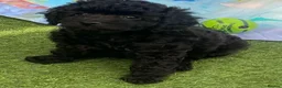 Cavapoo dogs for sale: Beautiful Black F1b Cavapoo Girl DNA tested lines - Advert 16