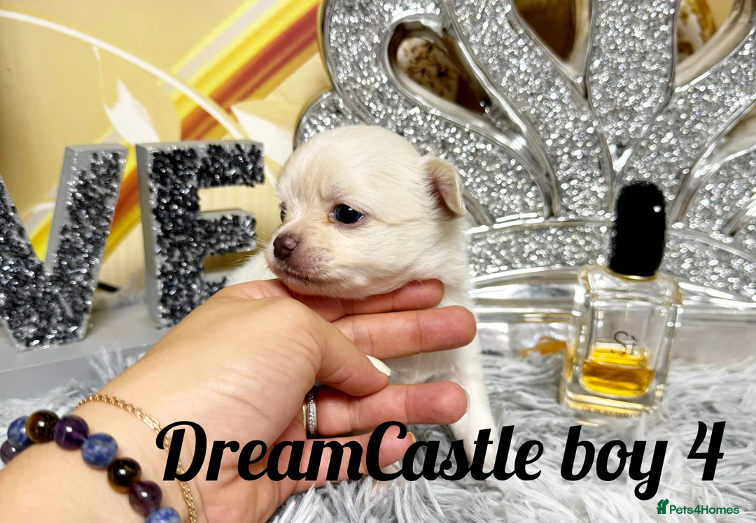 Chihuahua dogs for sale: KC reg Long coat boys available  - Advert 17