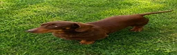 Miniature Dachshund dogs for stud: Chocolate and Tan miniature smooth Dachshund stud - Advert 4