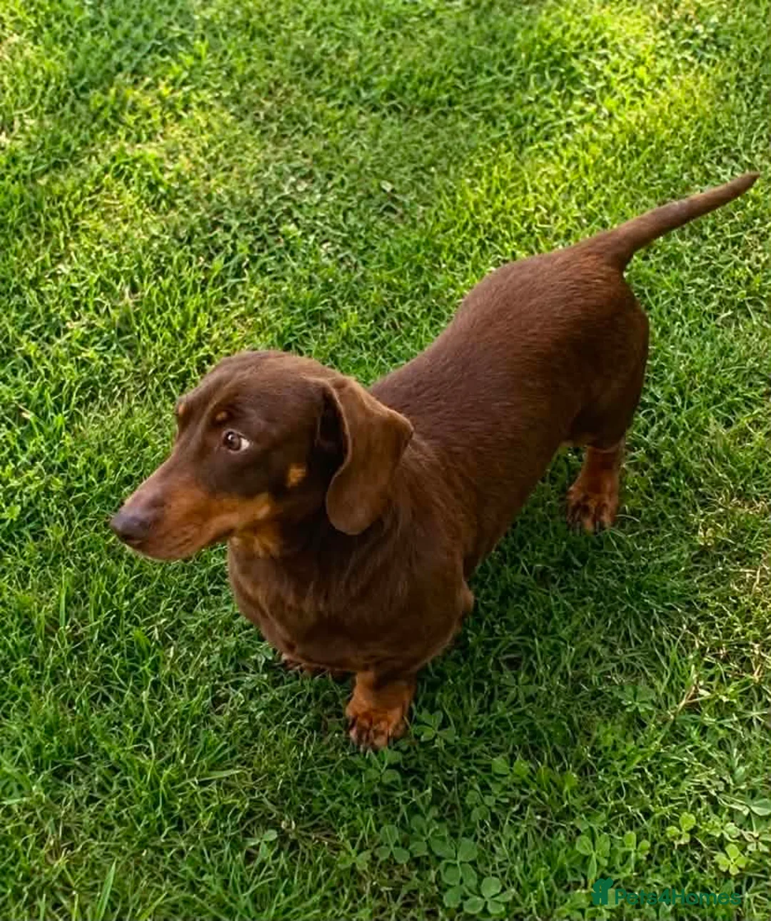 Miniature Dachshund dogs for stud: Chocolate and Tan miniature smooth Dachshund stud - Advert 4
