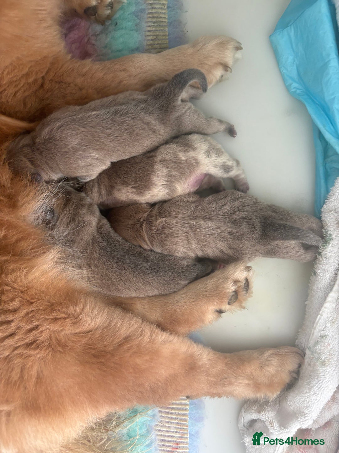 Chow Chow dogs for sale: 🐶 Beautiful Fawn chow chow babies 🐶 - Image 5