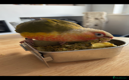 Conures birds for sale: Pineapple conure and cage. Silly tame. Hand reared - Image 2
