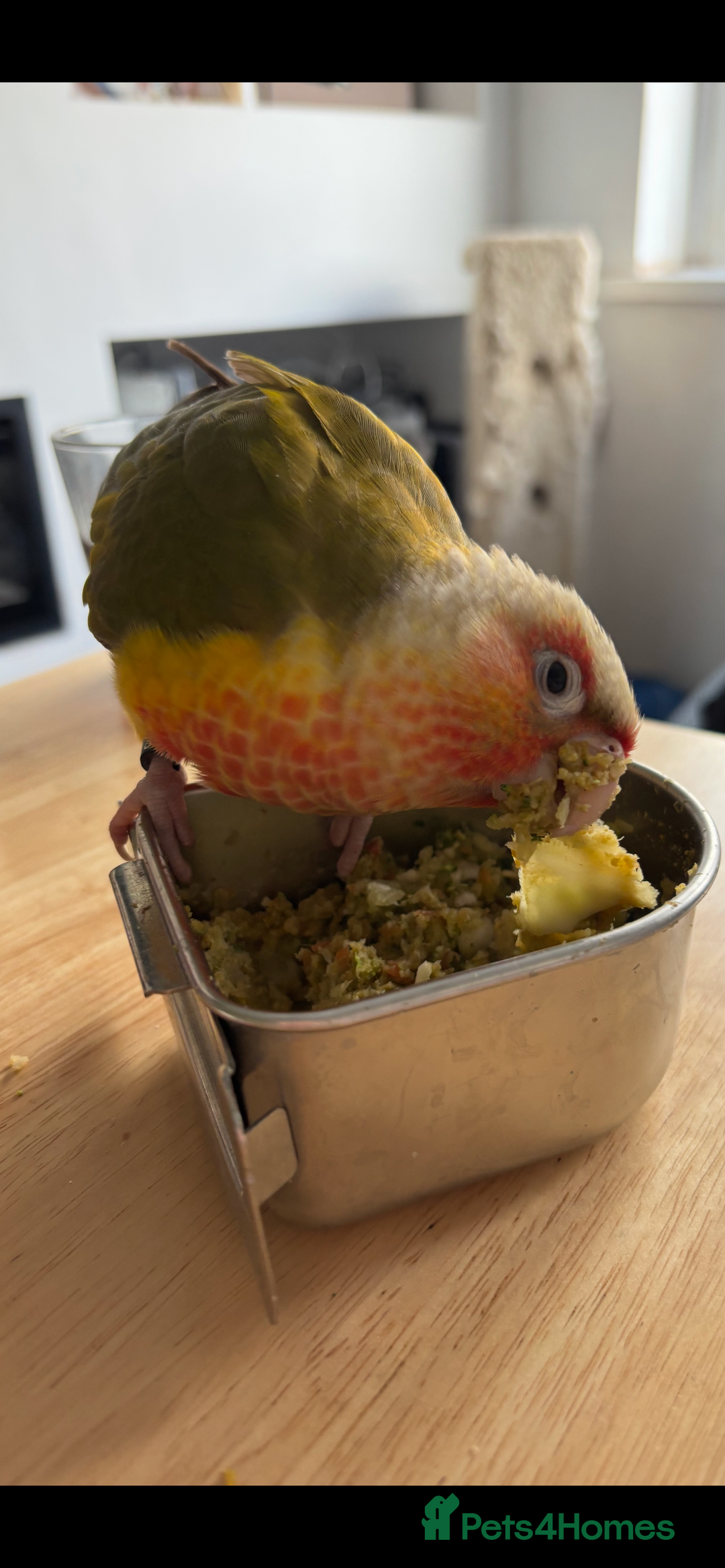 Conures birds for sale: Pineapple conure and cage. Silly tame. Hand reared - Image 2