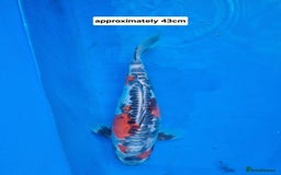 Koi Carp fish for sale: Variety of koi for sale  - Advert 4