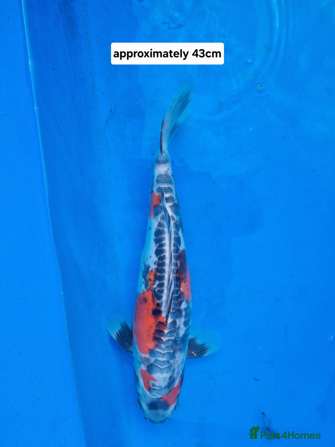 Koi Carp fish for sale: Variety of koi for sale  - Advert 4