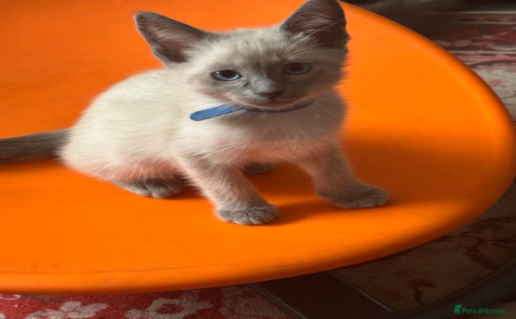 Ragamese cats - Advert 1