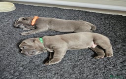 Staffordshire Bull Terrier dogs for sale: Staffordshire Bull Terrier boys - Image 7