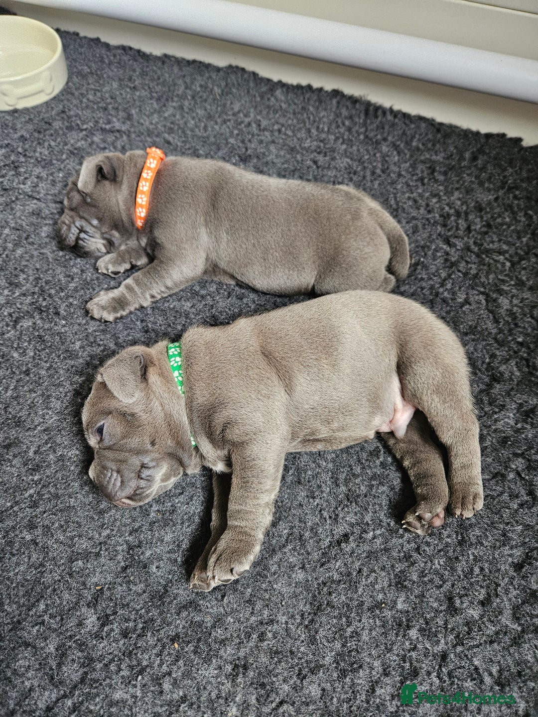 Staffordshire Bull Terrier dogs for sale: Staffordshire Bull Terrier boys - Image 7