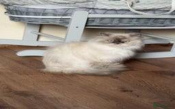 Persian cats for sale: 2 female Persian sisters  - Image 11