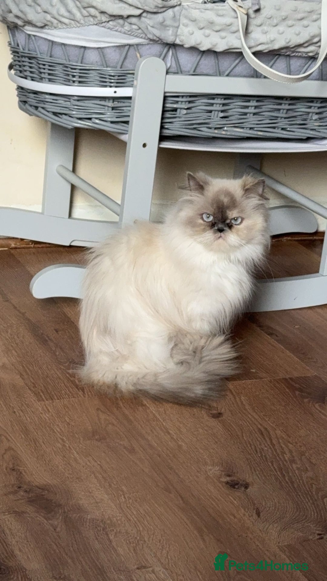 Persian cats for sale: 2 female Persian sisters  - Image 11