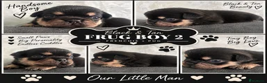 Frug 2