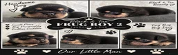 Frug dogs for sale: Stunning litter of 8 little FRUG boys  - Advert 7
