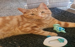 Mixed Breed cats for sale: 2 adult cats need a new home - Image 2