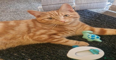 Mixed Breed cats - Advert 3