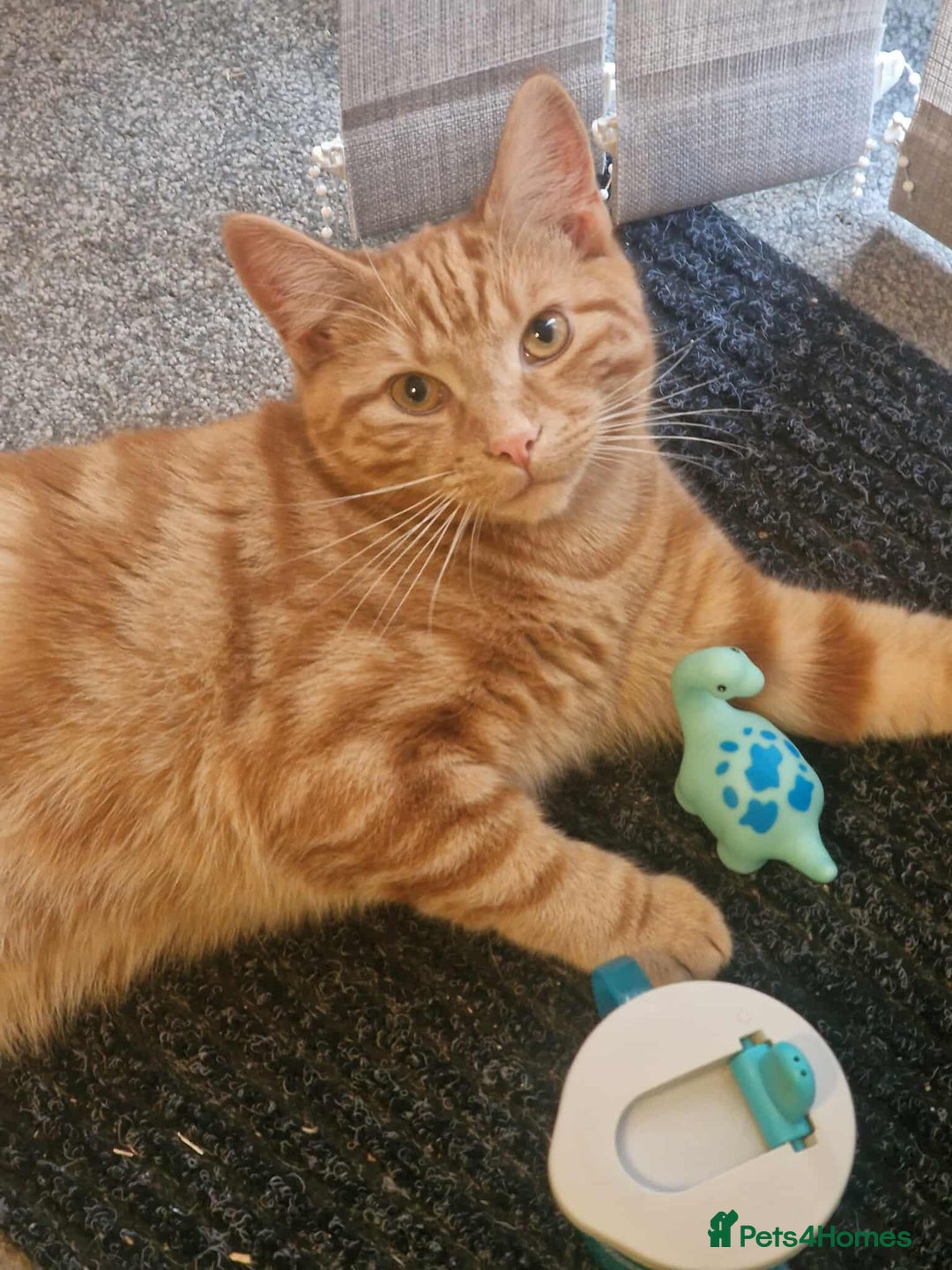 Mixed Breed cats for sale: 2 adult cats need a new home - Image 2