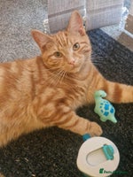 Mixed Breed cats - Advert 16