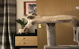 Ragdoll cats for sale: Beautiful blue point Ragdoll - Image 5